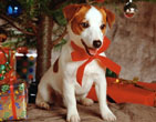 Christmas Wallpapers 281